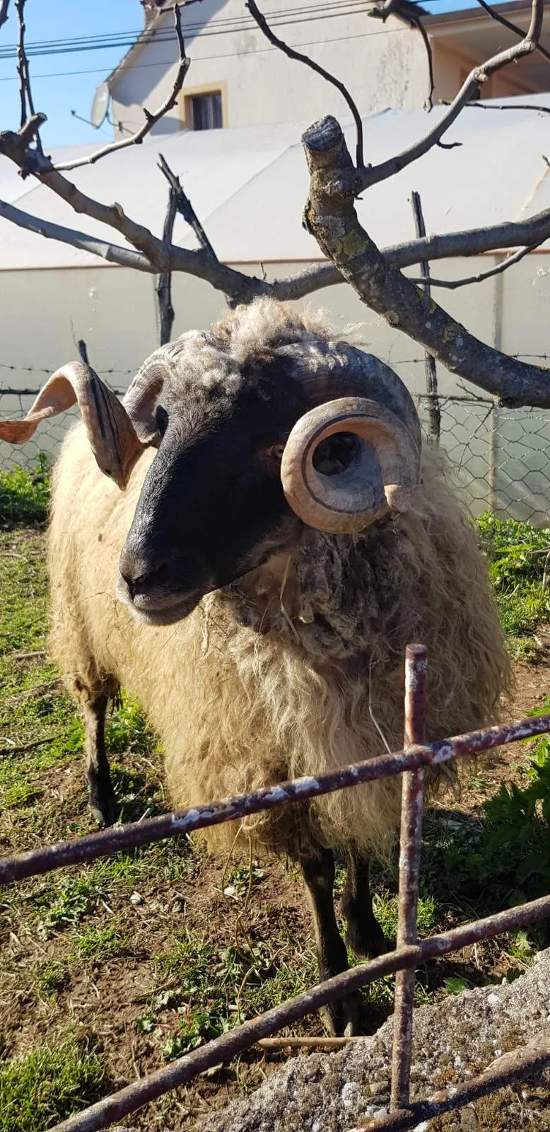 Prodaja OVNA