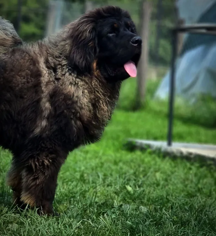 Tibetski Mastif 