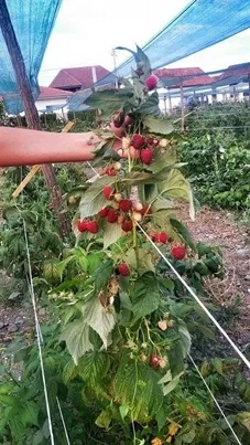 Sadnice maline sertifikovane i standardne : Polka, Heritidz 