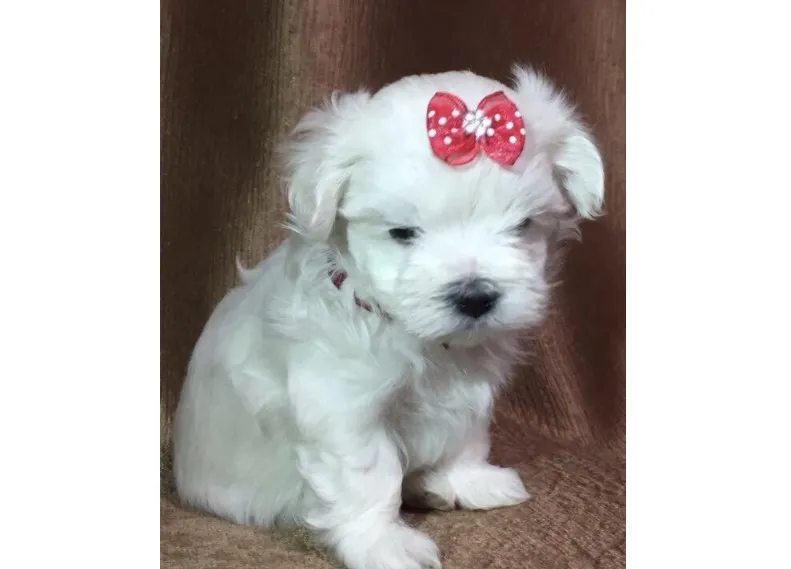 Coton de tulear i maltezer stenci na prodaju