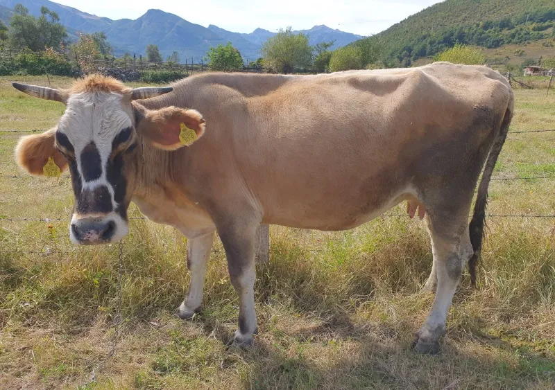 Prodajem kravu za držanje, starosti između 5-6 godina.