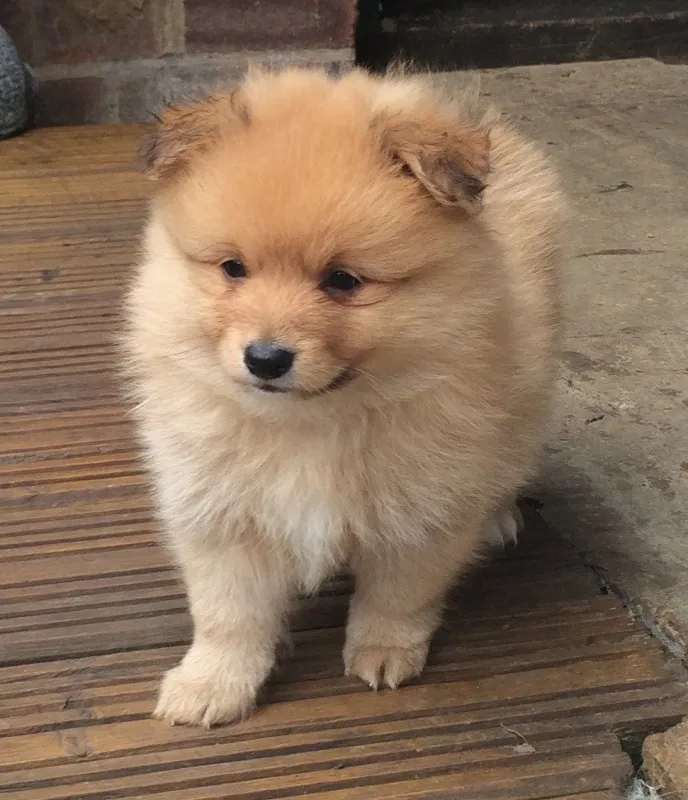 Pomeranian štene na raspolaganju za usvajanje sada