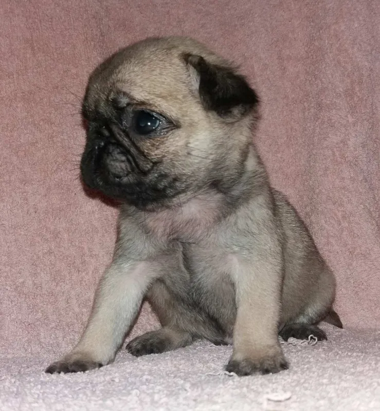 Mops, muzijak, kvalitetno stene