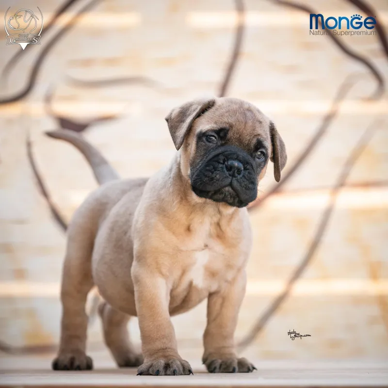 Home of Guardians - bullmastiff kennel