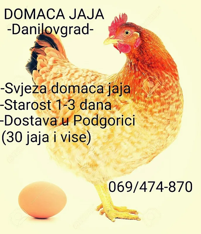 Prodajem domaca jaja
