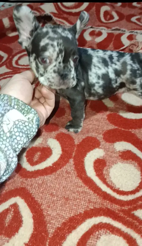 Francuski buldog