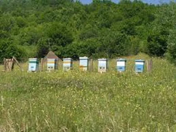 Plac 114 ari do asfalta Vranic kod Beograda