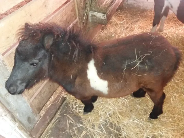 Setland poni, zdrebad