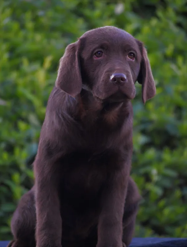 Labrador retriver stenci