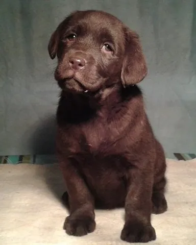 Labrador retriver - stenci vrhunskog porekla