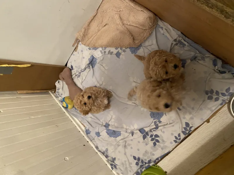 Aprikot mini pudle!