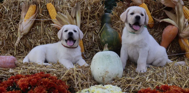 Labrador Retriver