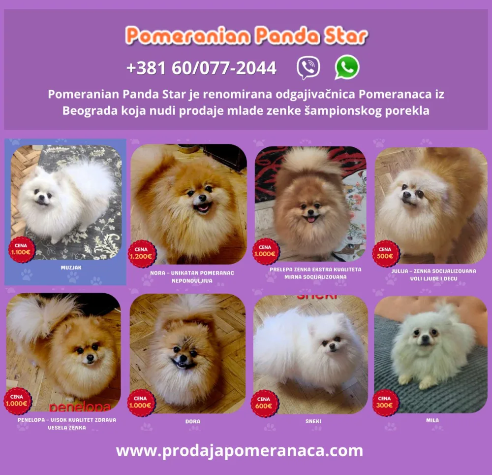 Odgajivačnica Pomeranaca prodaje mlade ženke