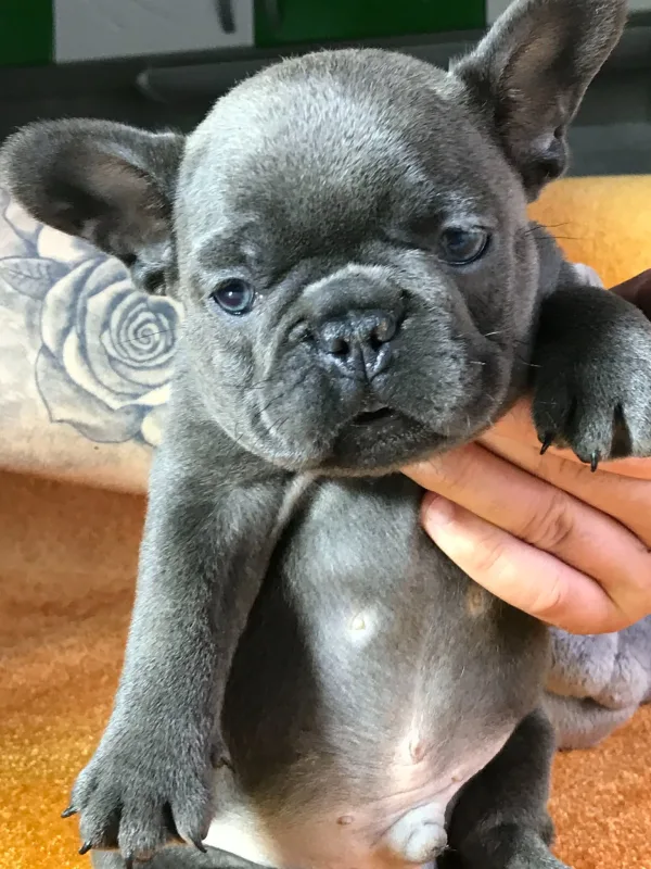 Francuski buldog sivi