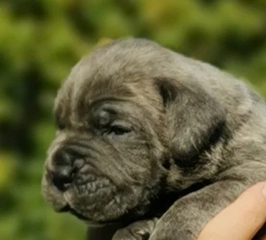 CANE CORSO prelepi štenci