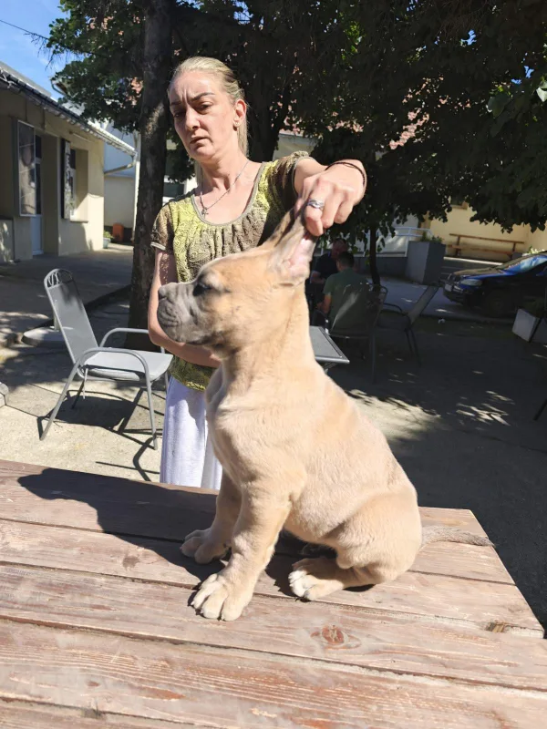 CANE CORSO prelepi štenci