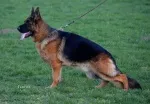 Slika 5