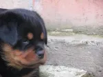 Slika 1