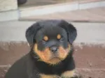 Slika 3