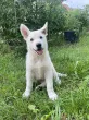 Slika 1