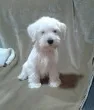 Slika 1
