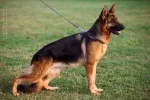 Slika 6