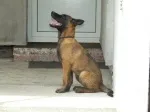 Slika 4