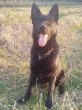 Slika 1
