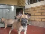 Slika 4