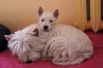 Slika 1