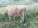 Slika 1