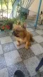 Slika 5