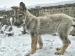 Slika 1