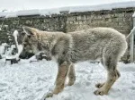 Slika 2