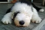 Slika 1