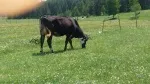 Slika 1