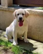Slika 4