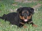 Slika 1