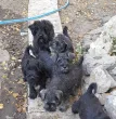 Slika 6
