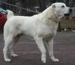 Slika 5