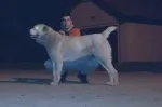 Slika 6