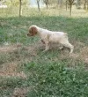 Slika 3