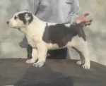 Slika 1