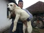 Slika 5