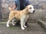 Slika 6