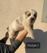 Slika 3
