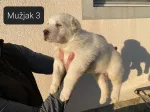 Slika 5