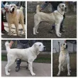Slika 6