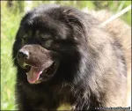 Slika 6