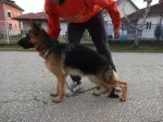 Slika 6